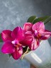 Phal. Mituo King 'Big Pink' 2.5''