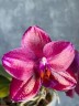 Phal. Mituo King 'Big Pink' 2.5''