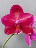 Phal. Mituo King 'Big Pink' 2.5''
