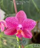 Phal. Mituo King 'Big Pink' 2.5''