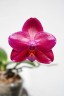 Phal. Mituo King 'Big Pink' 2.5''