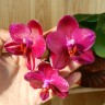 Phal. Mituo King 'Big Pink' 2.5''