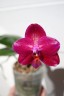 Phal. Mituo King 'Big Pink' 2.5''