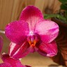 Phal. Mituo King 'Big Pink' 2.5''