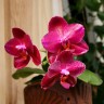 Phal. Mituo King 'Big Pink' 2.5''