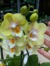 Phal. Younghome Walle '05103' 2.5"