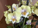 Phal. Younghome Walle '05103' 2.5"