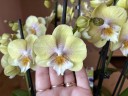 Phal. Younghome Walle '05103' 2.5"