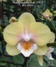 Phal. Younghome Walle '05103' 2.5"