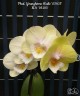 Phal. Younghome Walle '05103' 2.5"