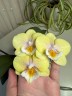 Phal. Younghome Walle '05103' 2.5"