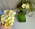 Phal. Younghome Walle '05103' 2.5"