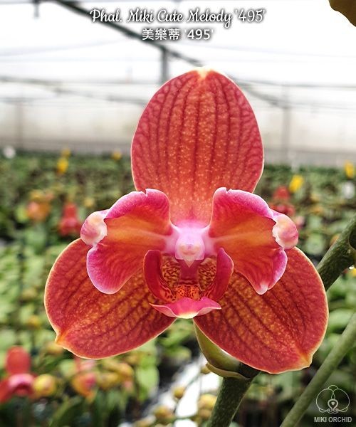 Phal. Miki Cute Melody '495' 2.5'' УЦЕНКА (нет нижних листиков, плохие корни)