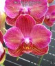 Phal. Miki Cute Melody '495' 2.5'' УЦЕНКА (нет нижних листиков, плохие корни)