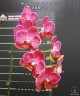 Phal. Miki Cute Melody '495' 2.5'' УЦЕНКА (нет нижних листиков, плохие корни)