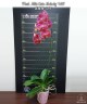 Phal. Miki Cute Melody '495' 2.5'' УЦЕНКА (нет нижних листиков, плохие корни)