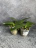 Phal. Miki Cute Melody '495' 2.5'' УЦЕНКА (нет нижних листиков, плохие корни)
