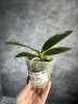 Phal. Miki Cute Melody '495' 2.5'' УЦЕНКА (нет нижних листиков, плохие корни)