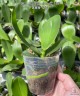 Phal. Miki Cute Melody '495' 2.5'' УЦЕНКА (нет нижних листиков, плохие корни)