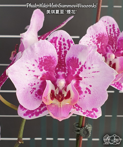 Phal. Miki Hot Summer 'Fireworks' 2.5''