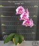 Phal. Miki Hot Summer 'Fireworks' 2.5''