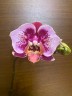 Phal. Miki Hot Summer 'Fireworks' 2.5''