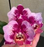 Phal. Miki Hot Summer 'Fireworks' 2.5''