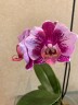 Phal. Miki Hot Summer 'Fireworks' 2.5''