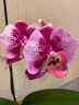 Phal. Miki Hot Summer 'Fireworks' 2.5''