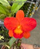 Rth. Shinfoug Orange 'Little Orange' 2.5"