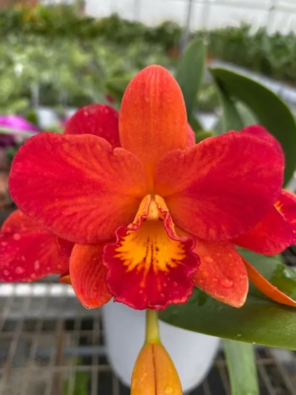 Rth. Shinfoug Orange 'Little Orange' 2.5"