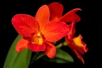 Rth. Shinfoug Orange 'Little Orange' 2.5"