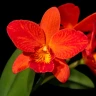 Rth. Shinfoug Orange 'Little Orange' 2.5"
