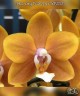 Phal. Long Pride Renee 'MP2723' 2.5'