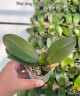 Phal. Long Pride Renee 'MP2723' 2.5'