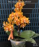 Phal. Long Pride Renee 'MP2723' 2.5'
