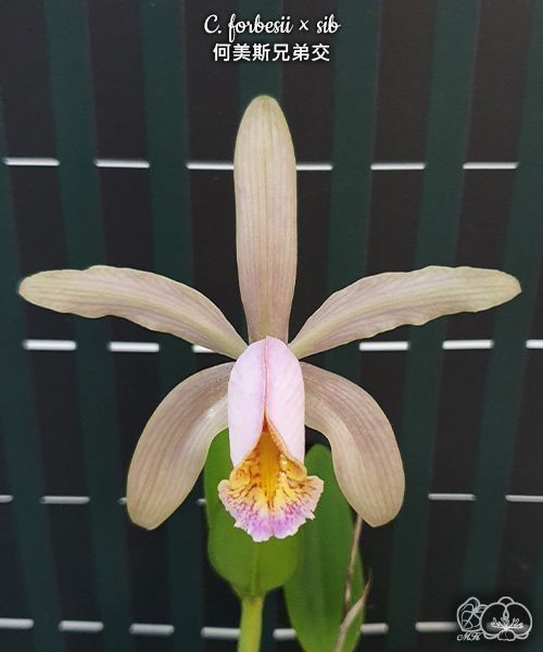 C. forbesii × sib 2.5" УЦЕНКА (мало бульб)