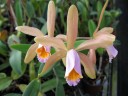 C. forbesii × sib 2.5" УЦЕНКА (мало бульб)