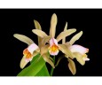 C. forbesii × sib 2.5" УЦЕНКА (мало бульб)