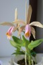 C. forbesii × sib 2.5" УЦЕНКА (мало бульб)