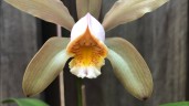 C. forbesii × sib 2.5" УЦЕНКА (мало бульб)