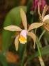 C. forbesii × sib 2.5" УЦЕНКА (мало бульб)
