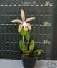 C. forbesii × sib 2.5" УЦЕНКА (мало бульб)