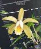 C. forbesii × sib 2.5" УЦЕНКА (мало бульб)