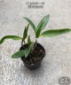 C. forbesii × sib 2.5" УЦЕНКА (мало бульб)