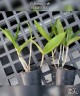 C. forbesii × sib 2.5" УЦЕНКА (мало бульб)