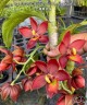Cyc. Taiwan Black Pearl 'Copper Queen' 2.5" УЦЕНКА