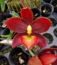 Cyc. Taiwan Black Pearl 'Copper Queen' 2.5" УЦЕНКА