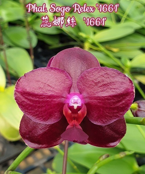 Phal. Sogo Relex '1661' 2.5''