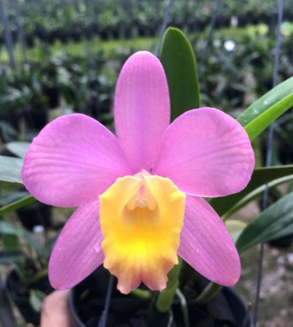 Sc. Crystelle Smith 'N.R' HCC/AOS 2.5''